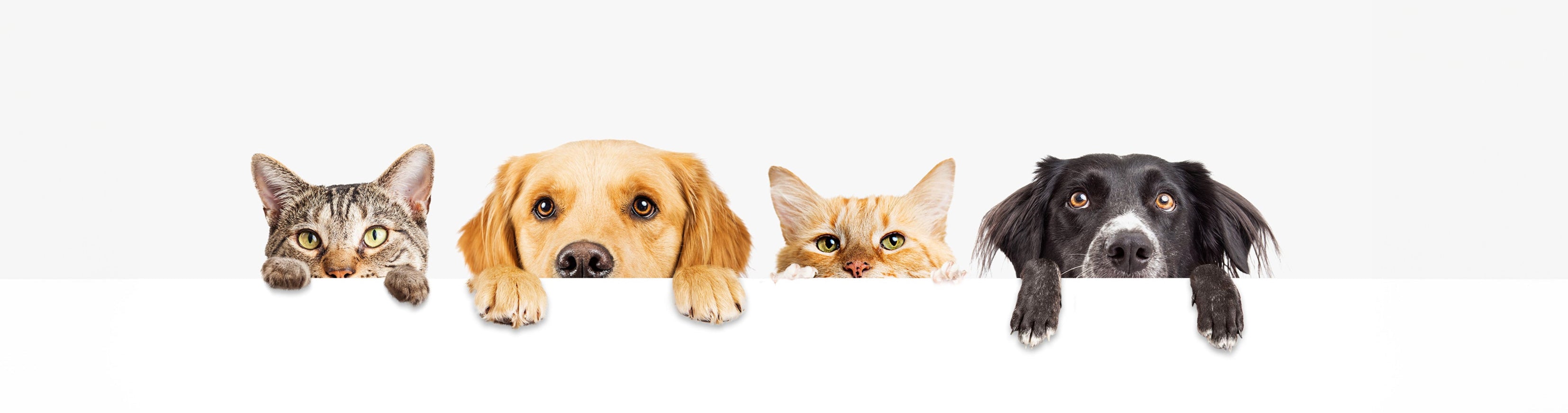 Home Page Banner Image